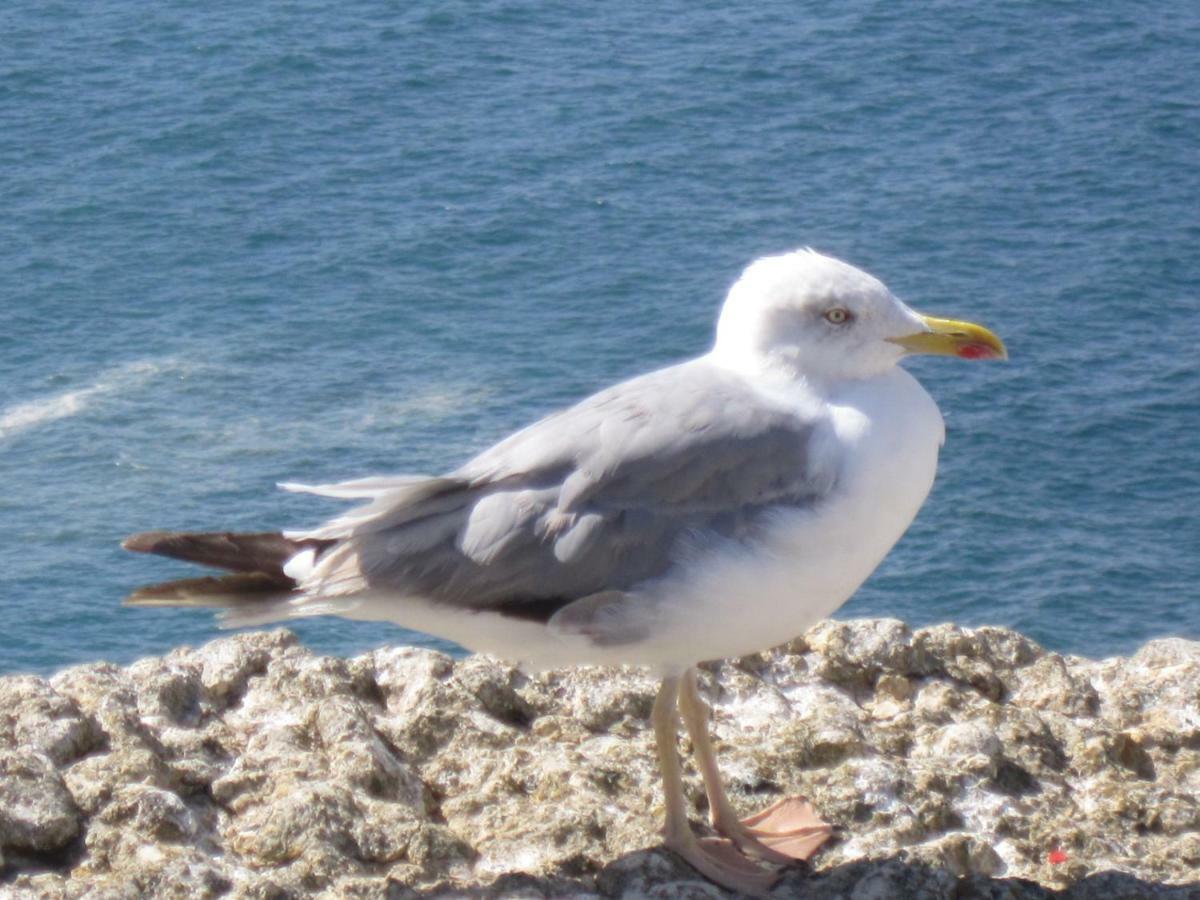 נאזרה Seethesea מראה חיצוני תמונה